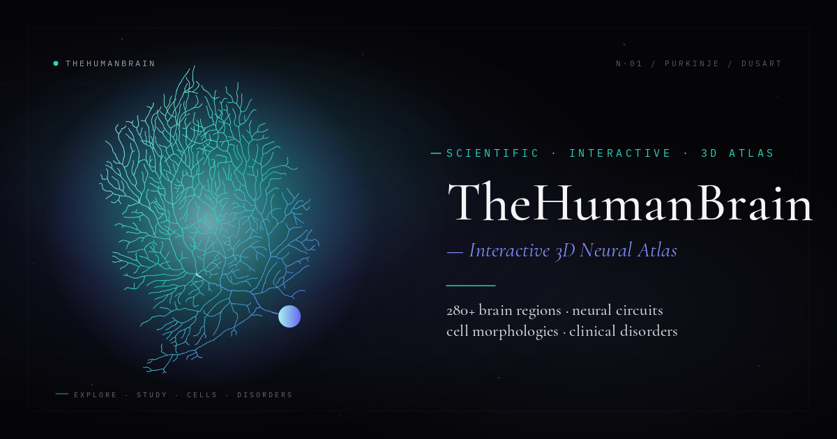 3D Brain Models Anatomical Functional Cellular The Human Brain 3d-brain-models-anatomical-functional-cellular-the-human-brain